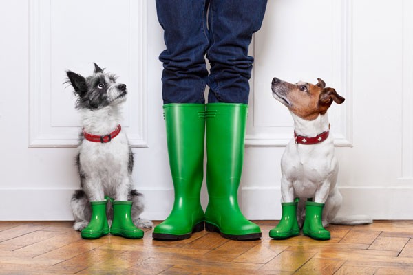 Drooling Over Cabinets for Dogs